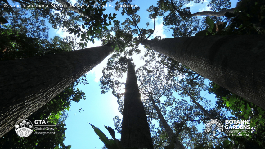 GTA_GTSG's tweet photo. Why care about the #StateofWorldsTrees Report? The report allows prioritisation of tree conservation on a species, local, national &amp; international level. More conservation assessments for trees enables limited resources to be channelled towards species identified as most at risk https://t.co/PzMb5xmsdz