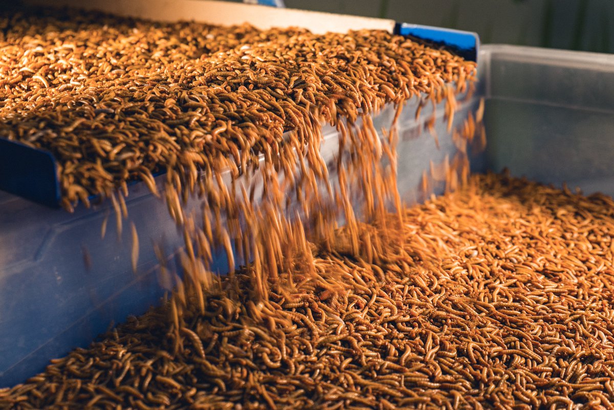 26 Avril <a href="/Adebiotech/">Adebiotech</a> : Conférence "New stakes and challenges of the industrial insect industry": tous les acteurs majeurs des élevages industriels d'insectes présents pour parler du futur
<a href="/Adebiotech/">Adebiotech</a> <a href="/SylvioBengio/">sylvio bengio</a> <a href="/Ynsect/">Ÿnsect</a> <a href="/CedricAuriol/">Cédric Auriol</a> <a href="/Innova_feed/">Innovafeed</a> <a href="/IPIFF_org/">IPIFF</a>