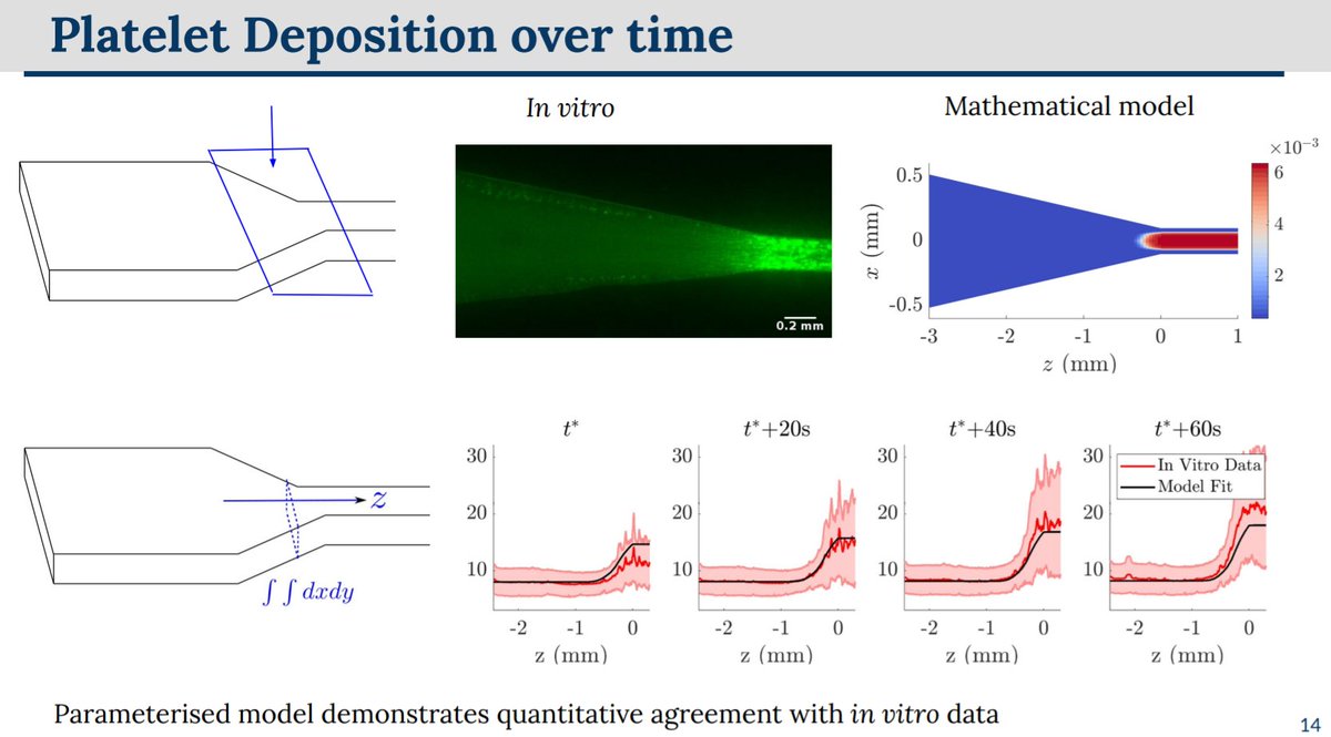 Really excited to be back at <a href="/BAMC2022/">BAMC 2022</a> in person, mingling with the applied maths community again. Presenting our reduced model for protein dynamics of VWF during thrombosis in microfluidic devices in EH104 at 12:10! Interdisciplinary work with <a href="/mathmowaters/">Sarah Waters</a>, J Oliver &amp; N Korin.