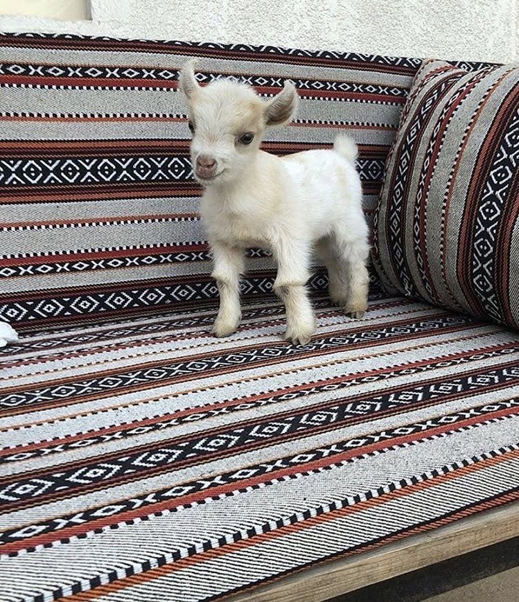 DaiIy Goats (@daiiy__goats) on Twitter photo 