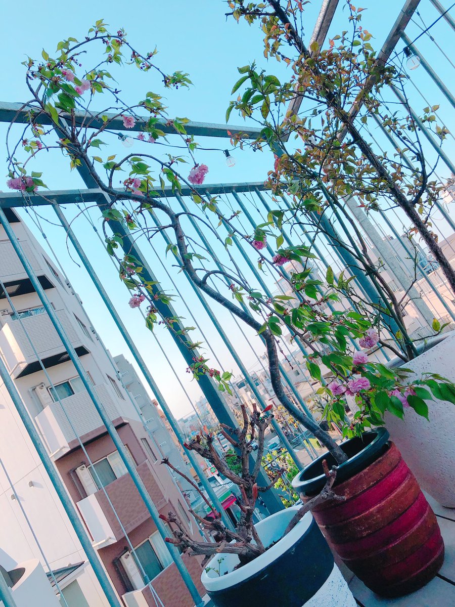 michinosaki_'s tweet photo. PARUTAの枝垂れ桜が咲きました🌸
気温も安定してきましたね、そろそろ模様替えもできるかな☀️
(看板娘 玉手) #ミチノサキ #武蔵小山 #西小山 #目黒 #mSITEr #PARUTA #レンタルスペース #枝垂れ桜 https://t.co/j6AwUntBCv