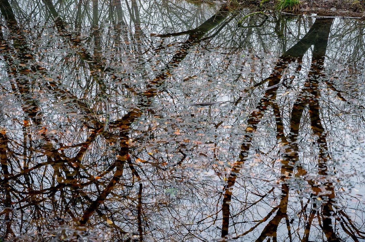 HarrisonPhair's tweet photo. Seven Acres #country #park #bolton
🌳
#ethereal #still #calm #celestial
#tree #pool #pond #bnw #bnwphotography #countrypark #winter #cold #england #mist #misty #chilly #nature #healthy #sevenacres
#seven #acres #wildlife #lancashire
#nikon #z6ii #nikkor 24-70S
@Lancswildlife https://t.co/M7bIfzRJOw