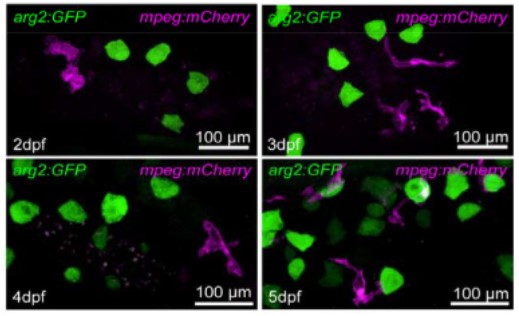 preLights tweet media