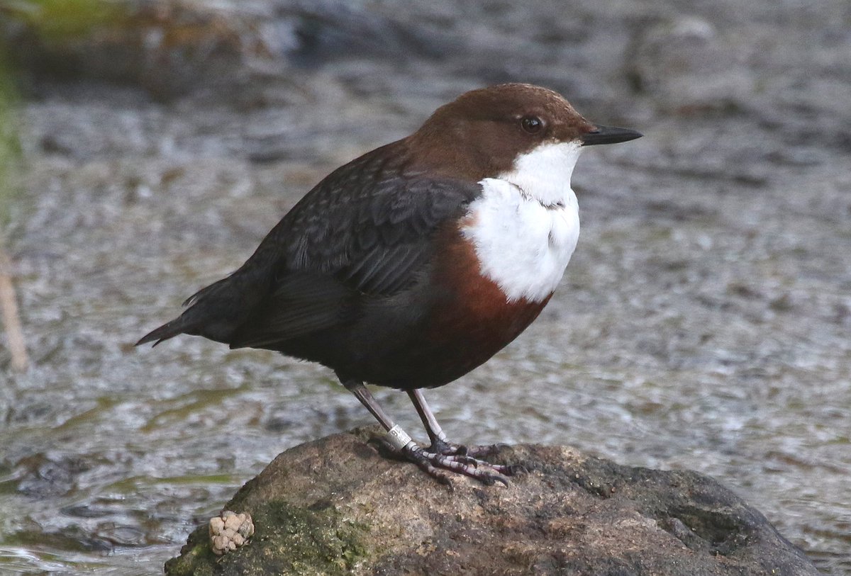 tom_m_brereton's tweet photo. Thanks to @DorsetAONB funding, Bridport Bird Clubs 2021 Breeding Bird Survey Report is published today. Surveyors walked over 2,000 miles on 70+ days, supplemented by 700 hours of nocmig records. Territories found for up to 81 species. Full details/report https://t.co/JfXBjdThtL https://t.co/6SdyKjjGUl