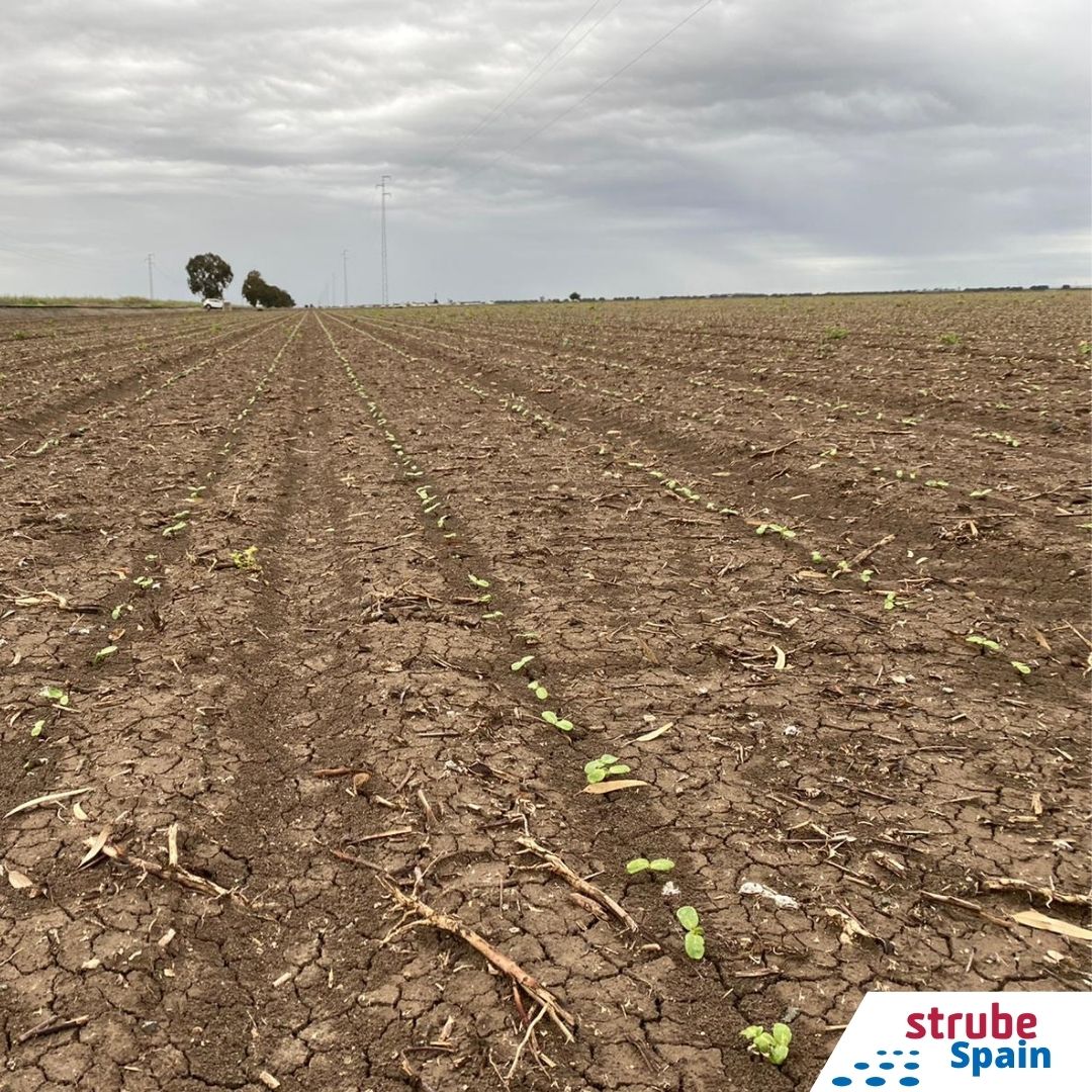 SpainStrube's tweet photo. Solo 8 días después de la siembra así se encuentra a día de hoy nuestra variedad de girasol Basco ST.

Perfecta implantación. 💪💪

#Strube #girasol #agricultores #campaña2022 https://t.co/HM6iqCSzWK
