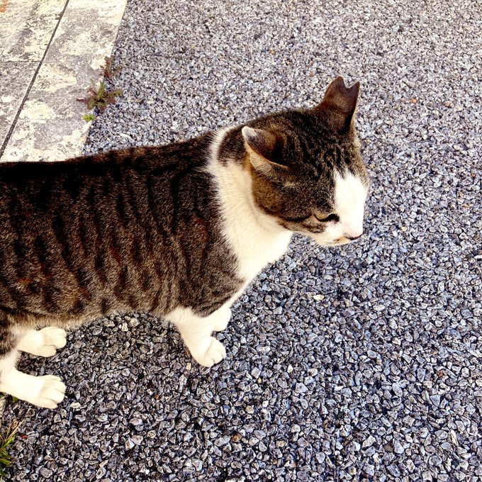 ่ฅฟ
่ฅฟใฎ็ซ