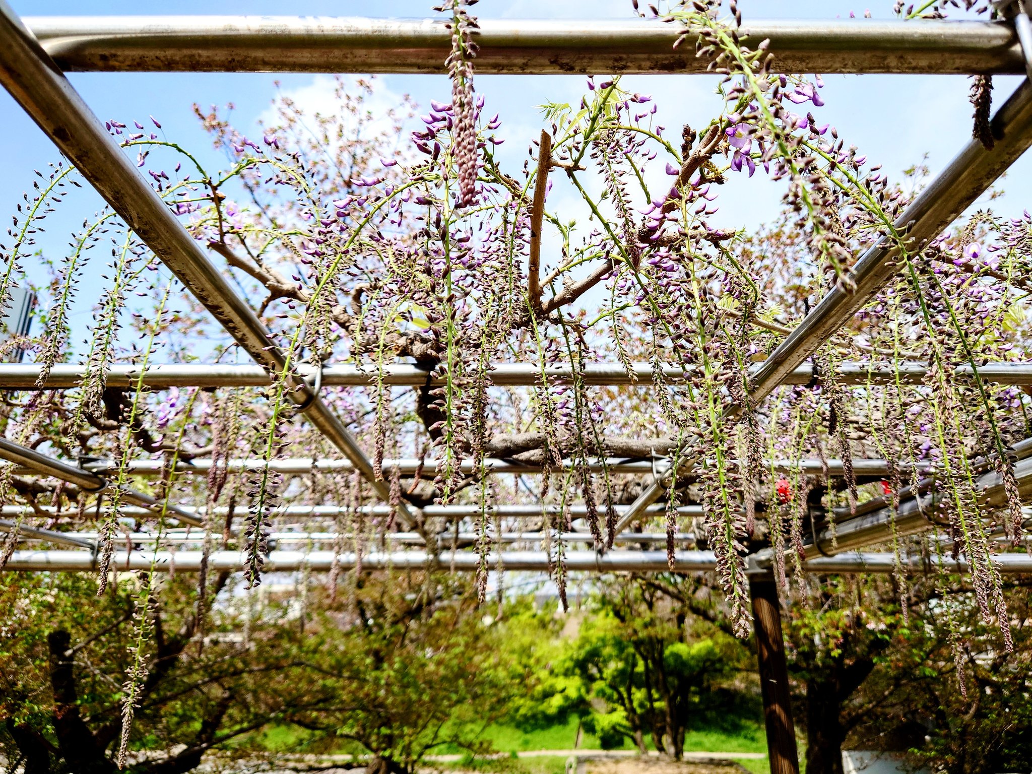 天野貴夫 岡崎公園の藤棚 咲き始めましたね O 五万石藤 花穂これからどんどん長く伸びるの楽しみです 愛知県 岡崎市 岡崎 藤 藤棚 岡崎公園 花 花のある景色 散歩 T Co W7drpg9hp2 Twitter