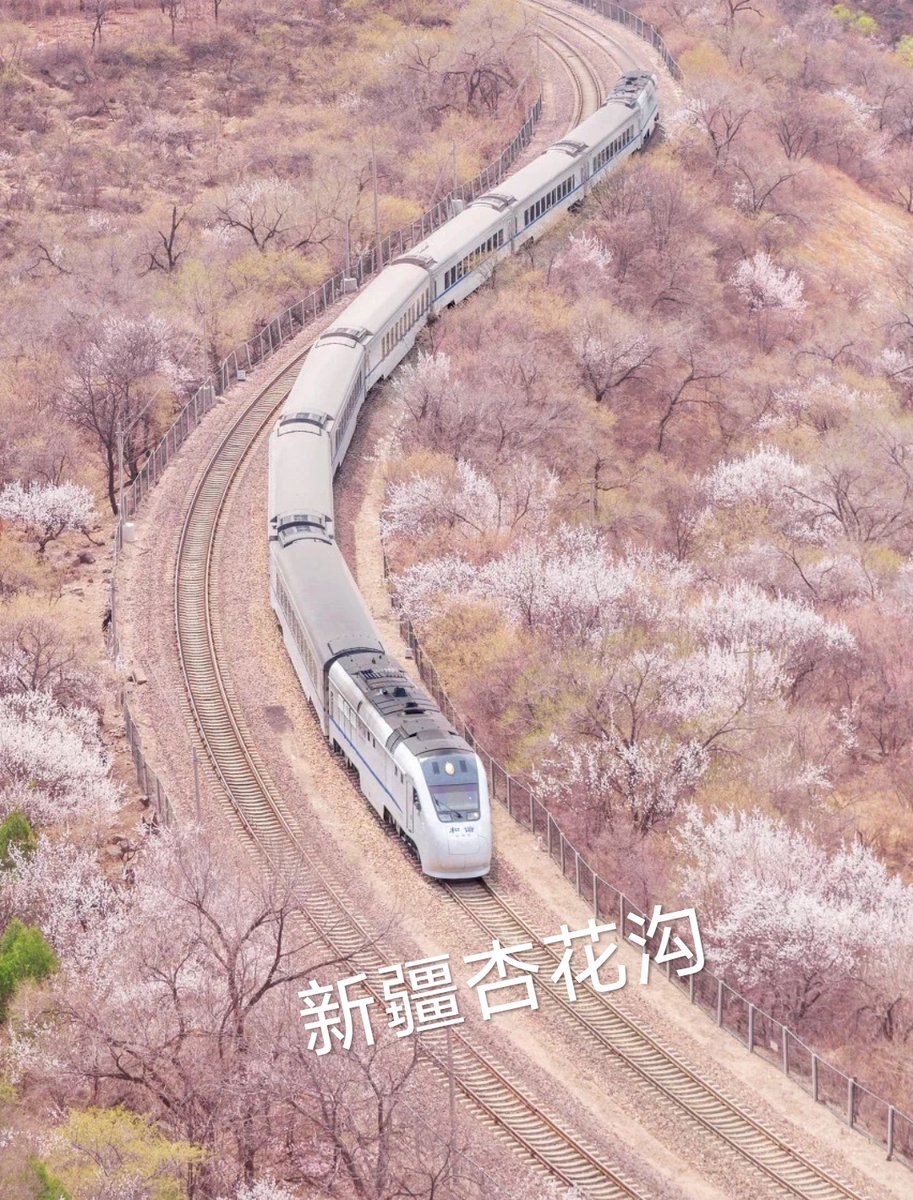 neonnoise's tweet photo. 新疆杏花沟，一片粉嫩嫩~#中国語勉強　#中国語学習　#中国語 https://t.co/5ma18bsvXs