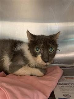 DubJH1009's tweet photo. https://t.co/vI6GqdRJ2Q #EMERGENCY #URGENT #SOS #MUSTGETHELPNOW #WILLBEKILLED #DONTLETHIMDIE #SAVEHISLIFE #CRITICAL #MAYDAY #REDALERT #TampaBayFL #cats https://t.co/La9bjghbCe