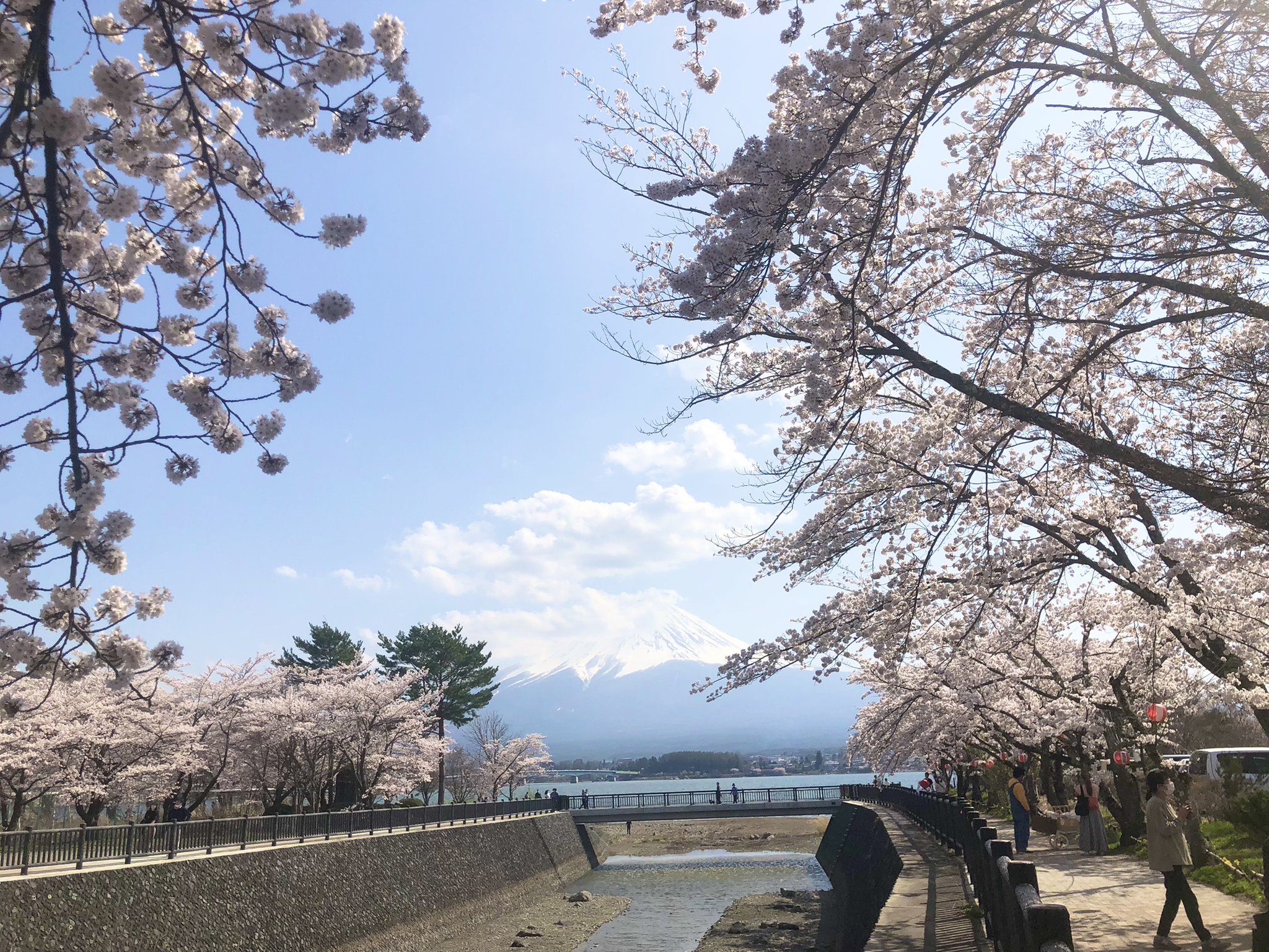 [問題] 櫻花季河口湖開花時間