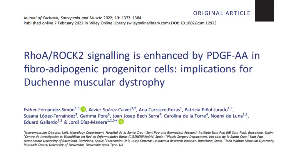 Josep Carreras Leukaemia Research Institute (IJC) (@carrerasijc) on Twitter photo A team including our Proteomics Unit Head <a href="/carolinadelat/">Carolina De La Torre</a> + @IIBSantPau identifies PDGF-AA as an activator of RhoA, promoting fibrogenesis in Duchenne muscular dystrophy patient derived cells
The finding opens the door to a new therapeutic strategy for DMD
doi.org/10.1002/jcsm.1… A team including our Proteomics Unit Head <a href="/carolinadelat/">Carolina De La Torre</a> + @IIBSantPau identifies PDGF-AA as an activator of RhoA, promoting fibrogenesis in Duchenne muscular dystrophy patient derived cells
The finding opens the door to a new therapeutic strategy for DMD
doi.org/10.1002/jcsm.1…