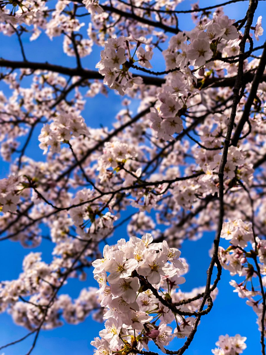 LPUIASKEISUKE's tweet photo. 桜🌸
#桜 #春の写真 #photography #iphongraphy #写真好きな人と繫がりたい https://t.co/fjvhO0OMDK