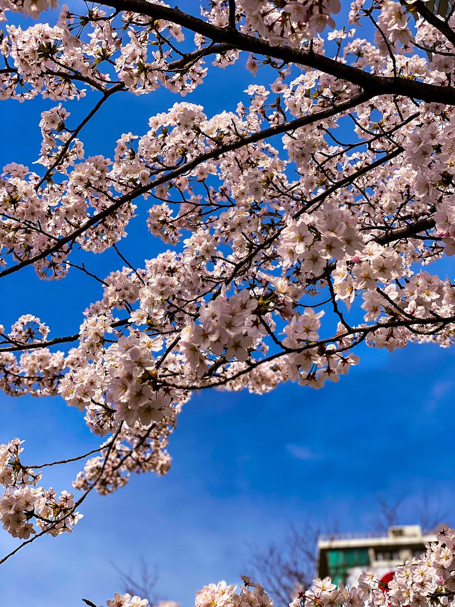 LPUIASKEISUKE's tweet photo. 桜🌸
#桜 #春の写真 #photography #iphongraphy #写真好きな人と繫がりたい https://t.co/fjvhO0OMDK