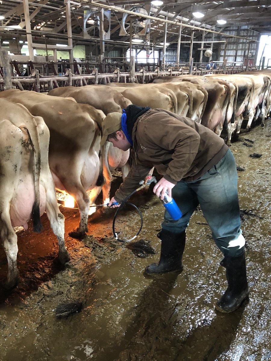 Paul_Vegano's tweet image. One of the cruelest practices done by the vile dairy industry is udder flaming where farmers run blowtorches under the udders of cows. This practice is cruel and extremely painful

Stop Supporting Animal Cruelty
GoVegan🌱🌎

#Dairy #AnimalRights #GoVegan #EndSpeciesism #RosesLaw