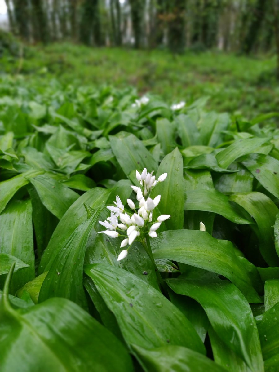 First signs of wild garlic flowers in the woods where we walk each day.