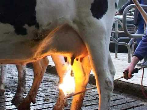 Paul_Vegano's tweet image. One of the cruelest practices done by the vile dairy industry is udder flaming where farmers run blowtorches under the udders of cows. This practice is cruel and extremely painful

Stop Supporting Animal Cruelty
GoVegan🌱🌎

#Dairy #AnimalRights #GoVegan #EndSpeciesism #RosesLaw