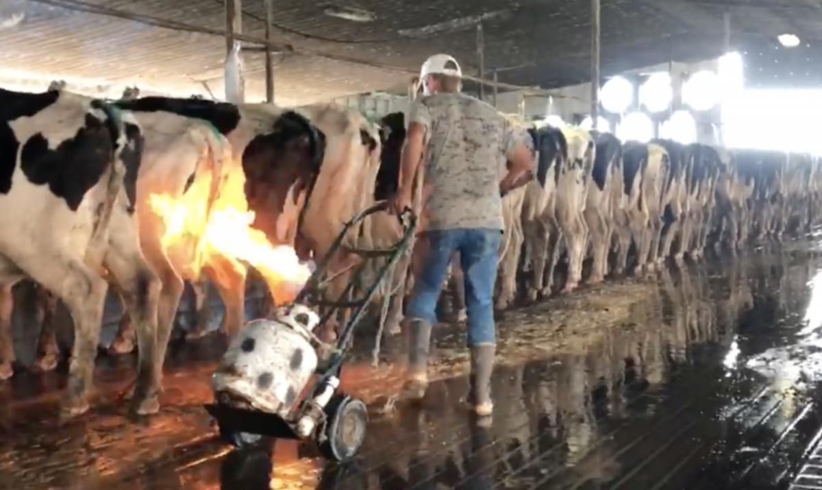 Paul_Vegano's tweet image. One of the cruelest practices done by the vile dairy industry is udder flaming where farmers run blowtorches under the udders of cows. This practice is cruel and extremely painful

Stop Supporting Animal Cruelty
GoVegan🌱🌎

#Dairy #AnimalRights #GoVegan #EndSpeciesism #RosesLaw