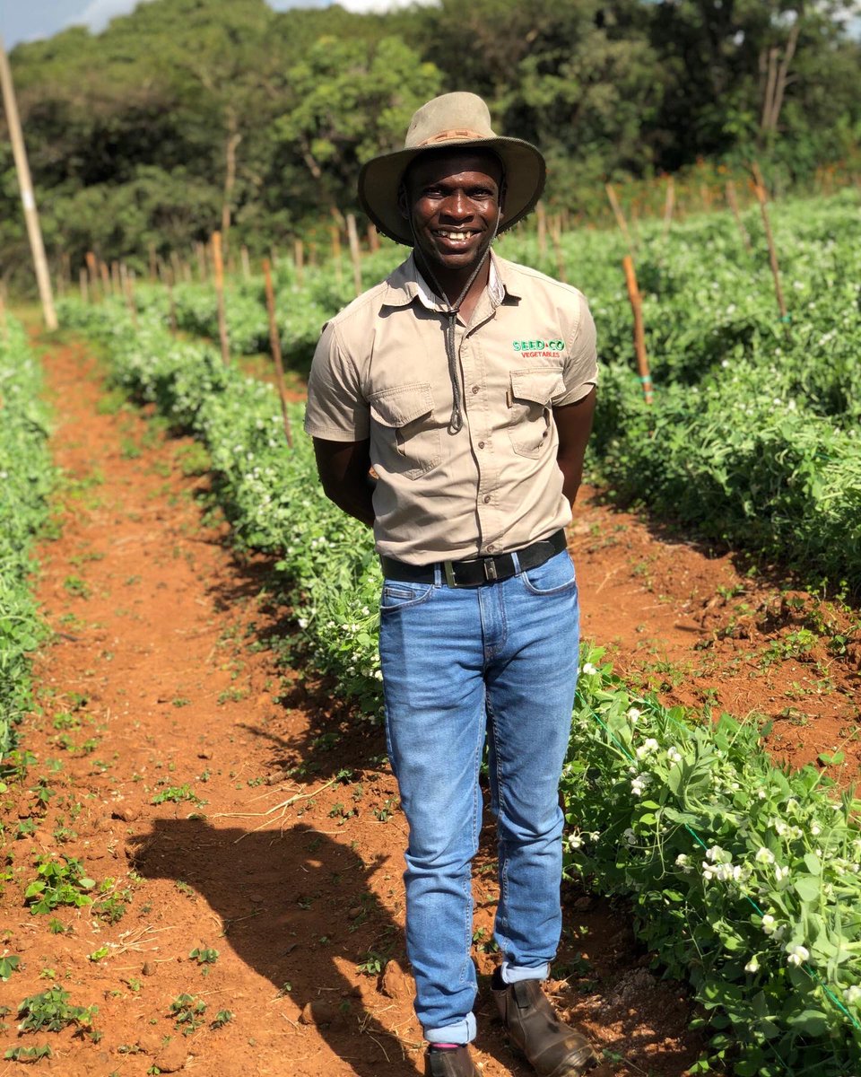 Fran_Mapindani's tweet photo. More export Peas! 2ha of @SeedCoVegZim Peas Sugarlord at Sibren and Sibrad Farm in Ruwa @SibrenF. Harvesting started last week for export. Their 58k birds capacity chicken project really got my attention! Massive project. Another beautiful story of farming going on in Zimbabwe🇿🇼 https://t.co/sSju8e6tom
