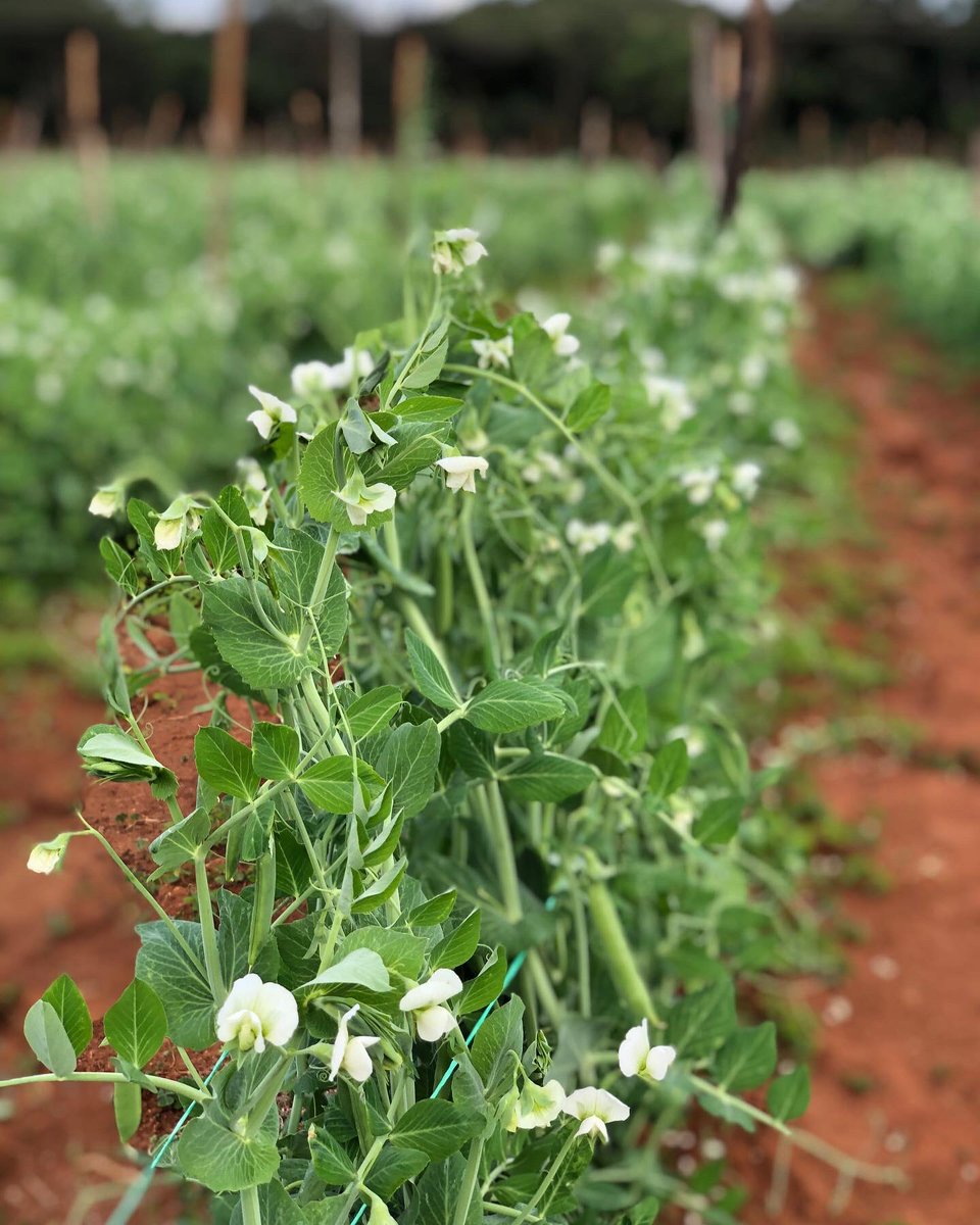 Fran_Mapindani's tweet photo. More export Peas! 2ha of @SeedCoVegZim Peas Sugarlord at Sibren and Sibrad Farm in Ruwa @SibrenF. Harvesting started last week for export. Their 58k birds capacity chicken project really got my attention! Massive project. Another beautiful story of farming going on in Zimbabwe🇿🇼 https://t.co/sSju8e6tom