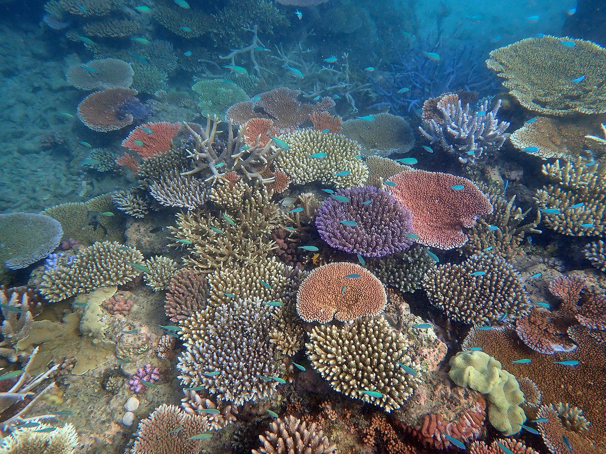 coralseafound's tweet photo. First look at North Reef, Lizard Island, for 2022.
Very pleased to see minimal bleaching and rampant coral growth.
Fully protected Green Zones more important than ever. 
#coralseafoundation #reefalive #tooprecioustolose https://t.co/9JeiNKvqwR