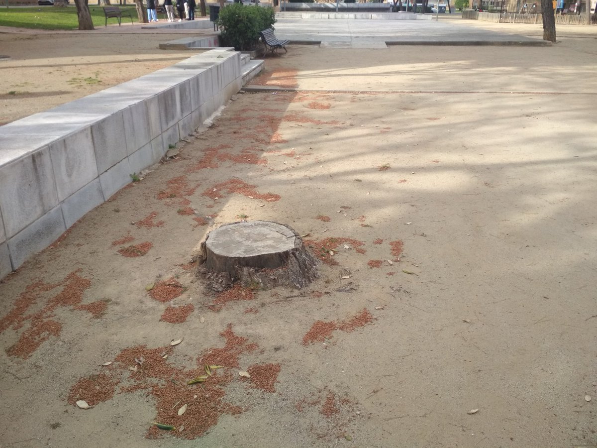 Birradegossos's tweet photo. #Viladecans #Soca #Soques #PscStyle #PactePelClima #PetjadaEcologica #Agenda2030 #EmoSioEngañao https://t.co/zGwayWdjoH