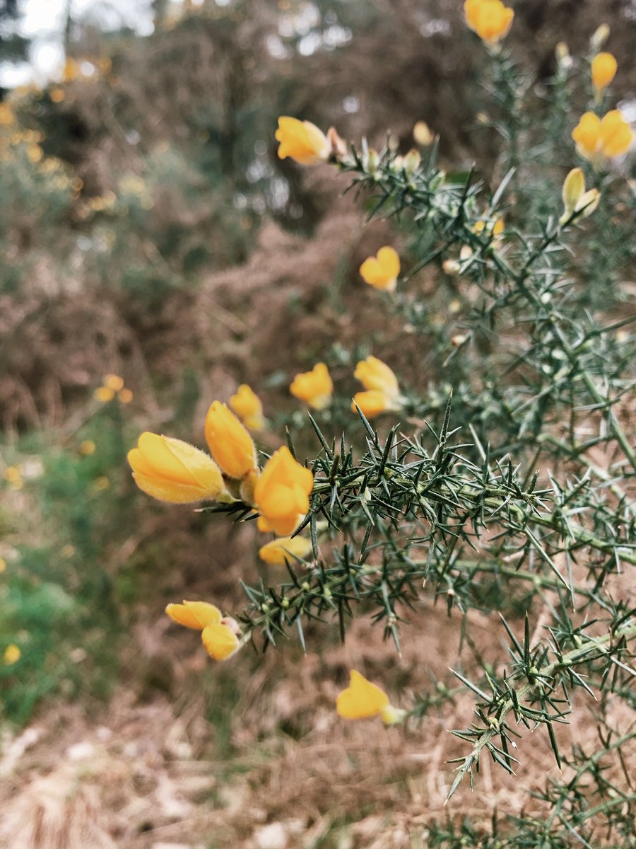 I had no idea that although officially called Gorse, it’s referred to as Whin in Scotland - which is also the 17th letter of the ancient Celtic alphabet. Apparently in Argyll and elsewhere Whin is associated with Cailleach, or the Goddess of Winter in the old Celtic tradition.💛