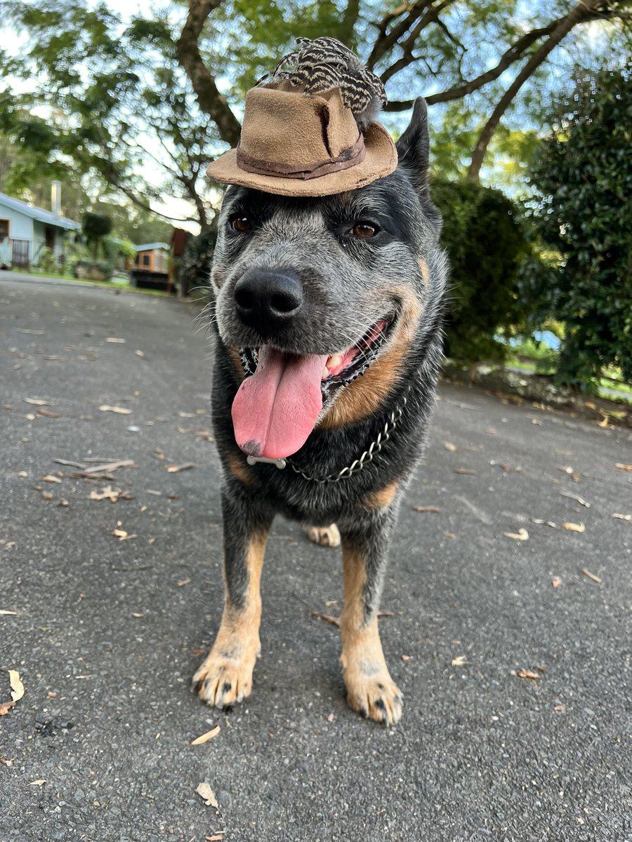 russellcrowe's tweet image. Sunday April 17 there’ll be an Easter Hat Dog Show at the Coffs Harbour jetty to raise awareness of the @GAPNSW  rehoming program. GAP stands for Greyhounds as Pets. 
If you like doggy style… hmmm that doesn’t sound right … if you like stylish dogs, like my good man below, go!