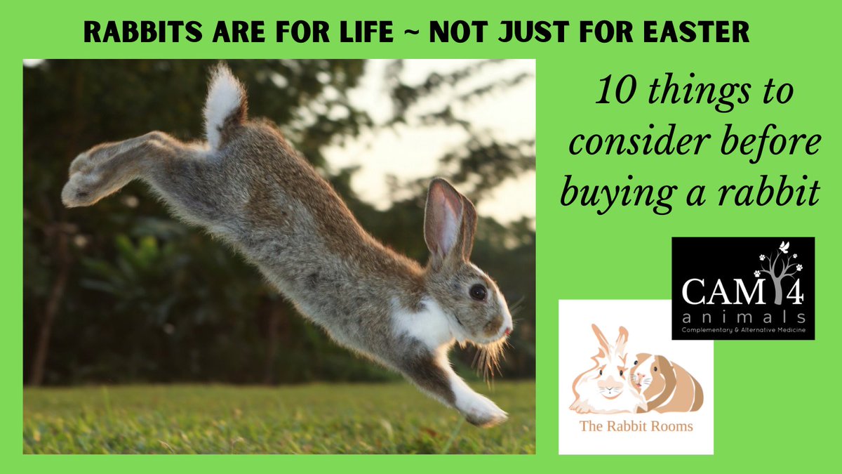 CAM4animals's tweet photo. 🐰🐇 #Easter is coming
Please remember
Rabbits are for life not just for Easter

They need a lot of looking after - the right diet, space, companionship, bonding, enrichment, play &amp; vet care 

Check out #rabbit expert Fiona Murphy's blog https://t.co/Vvkianstpd for a checklist https://t.co/TQ74WzCenR