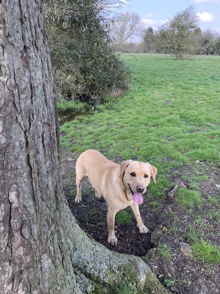 ClockLambo's tweet photo. @preciousdoggo Frau Ewe is always taking photos of the annoying dog sheep- she says they ‘pose nicely’ whatever that means!? https://t.co/zfi7qNHiVB
