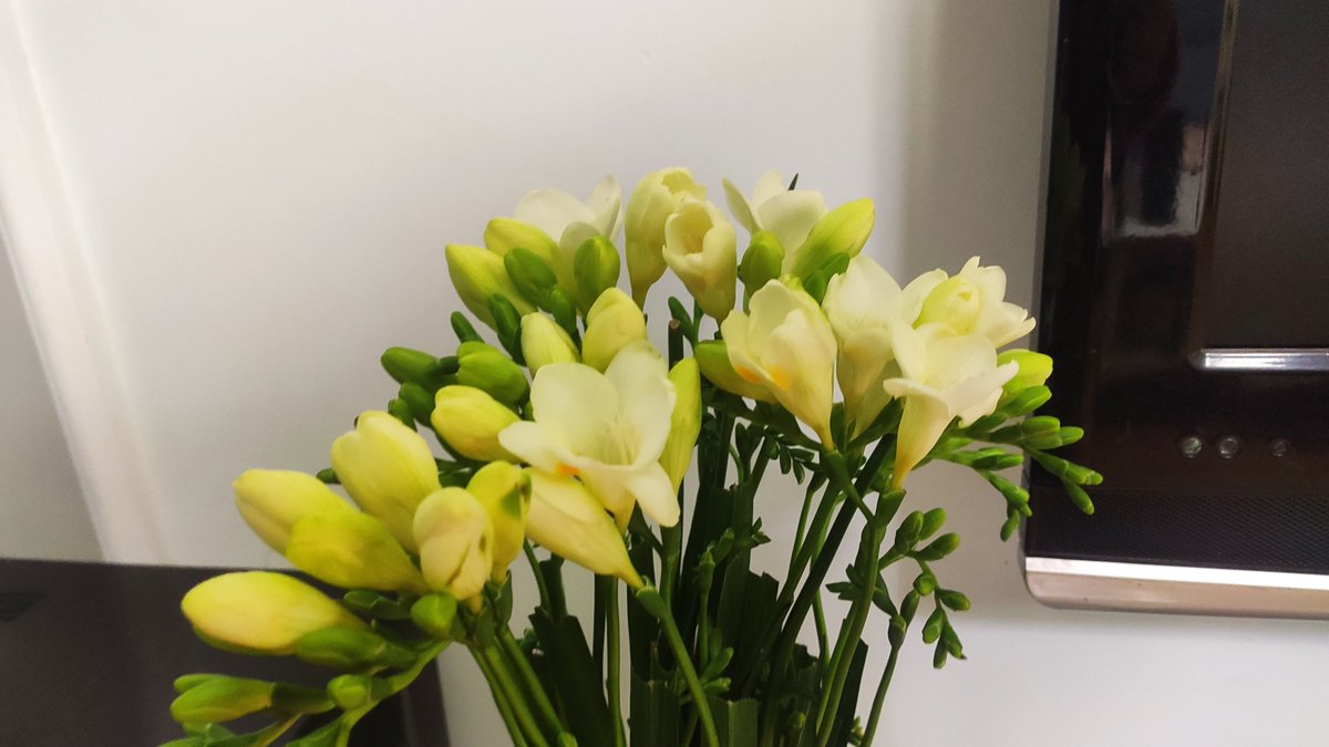 philfoli's tweet photo. 花开好啦！你知道这是什么花吗 https://t.co/Cmz7u65nbE