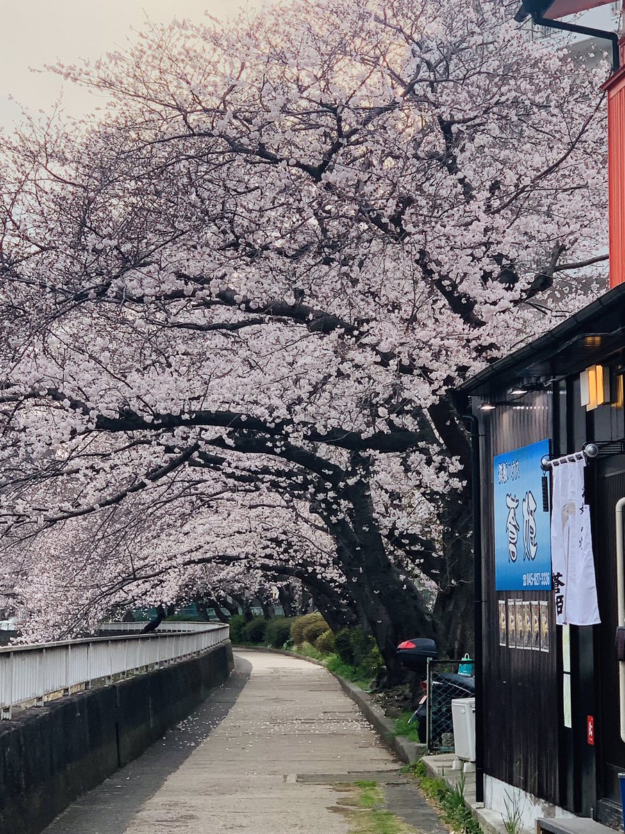 aohime_nase's tweet photo. 柏尾川の桜 お店の前がキレイでしたよ https://t.co/7YqCJ9x4fp