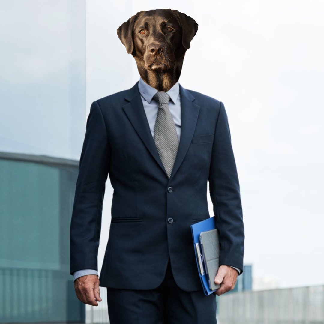 Pot Luck Labrador tweet media