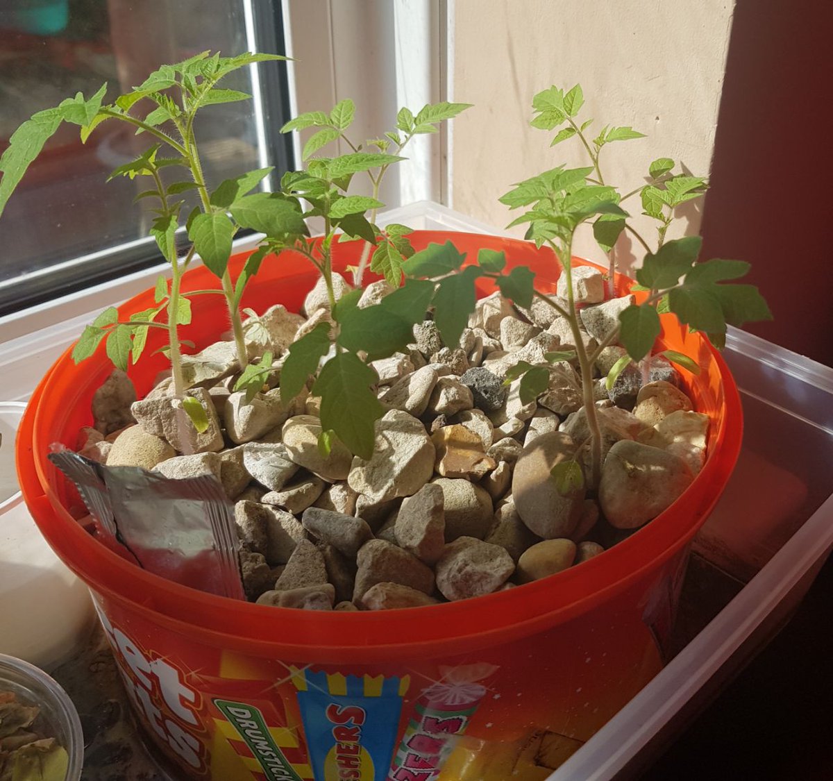 rdarkflowerz's tweet photo. #GeoAg π
π
π
Growing tomatoes indoors. https://t.co/P6kdbz5SrB