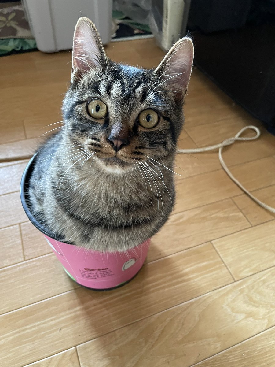 popncat1's tweet photo. ただいま。
ハマってるね〜！
ちょうどいい？🤣
＃ダストボックス　#ねこ ＃猫 #猫の居る暮らし #猫がいる幸せ https://t.co/x7Z5geG1s7