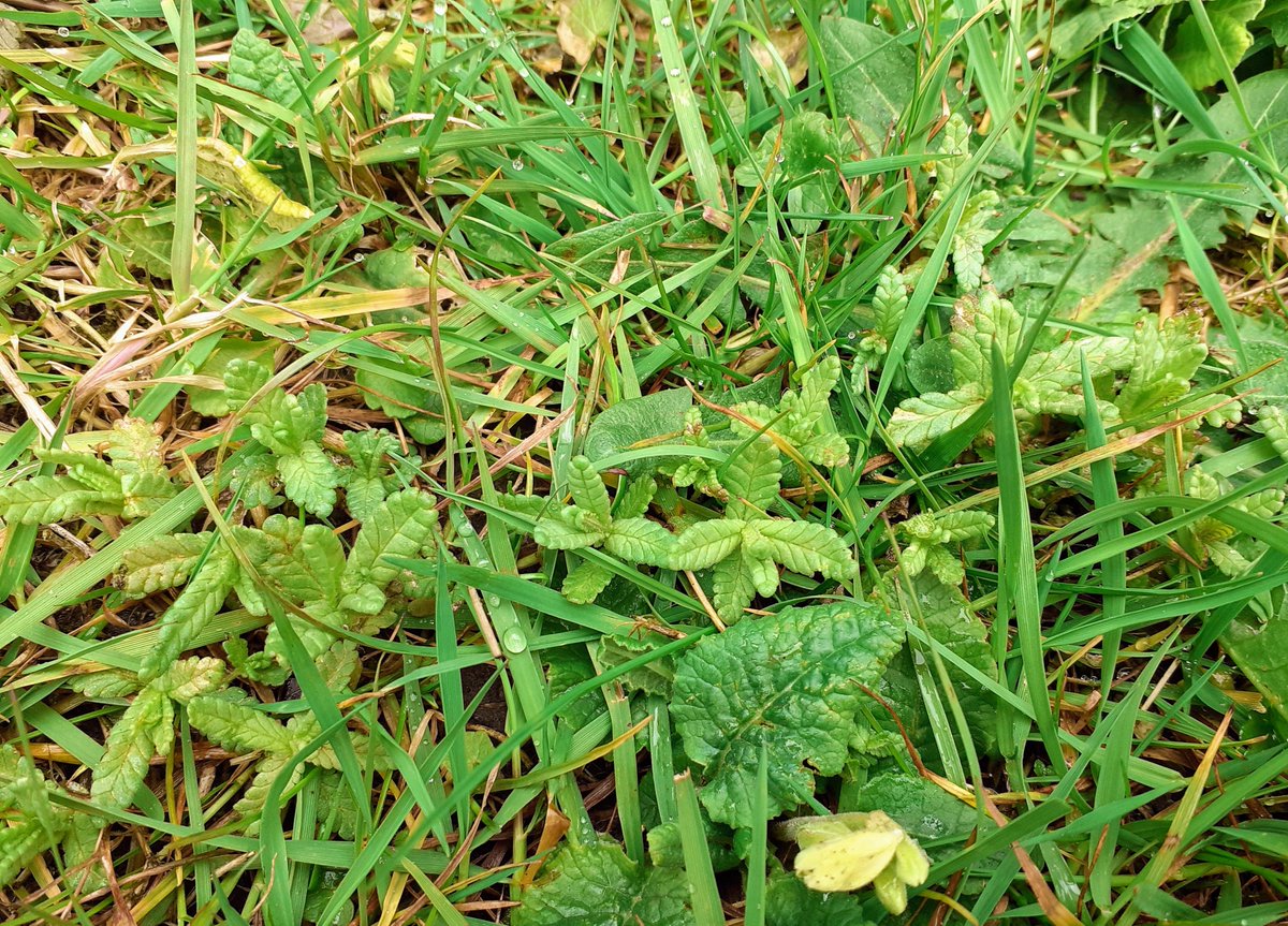 DianaCotter5's tweet photo. Yay! The Yellow Rattle has come back in the mini meadow! #meadowmaker #yellowrattle https://t.co/vQRSXKLkQi