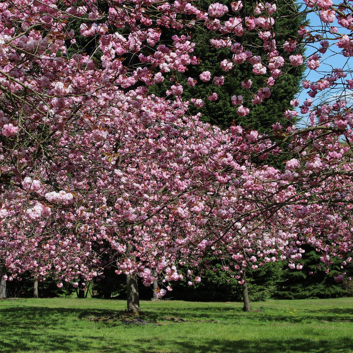 MyRoyalBorough's tweet image. Happy #EasterMonday everyone! 🐣🌷

Thank you to Beautiful England Photos for this wonderful shot of #SpringInFullSwing at @WindsorGtPark! 📸🌸

#Easter #EasterWeekend #EasterAdventures #BankHoliday #RediscoverMyRoyalBorough