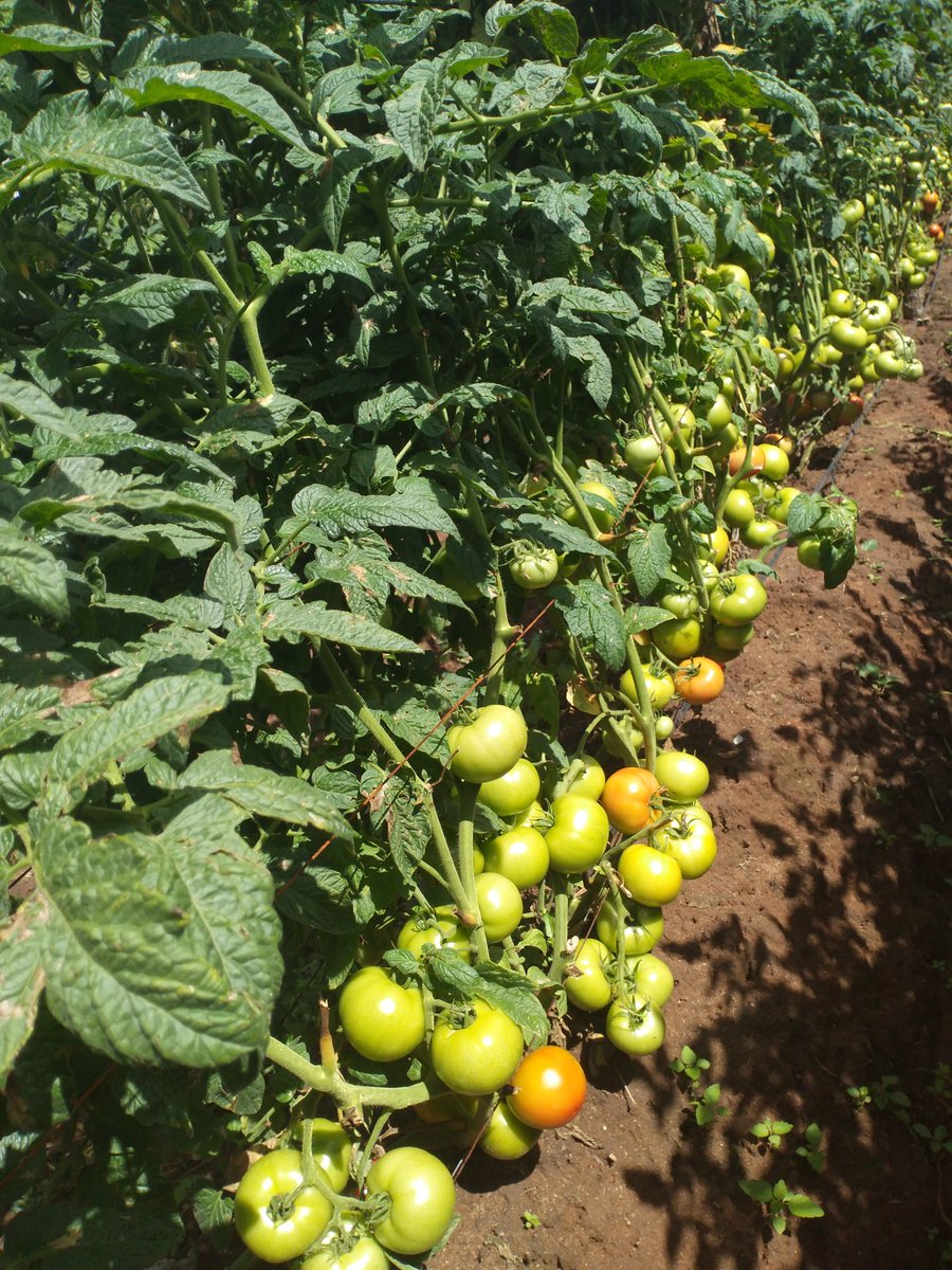 ChiparaJohn's tweet photo. Star 9009 current settngs.. https://t.co/tt5LsY1EOX