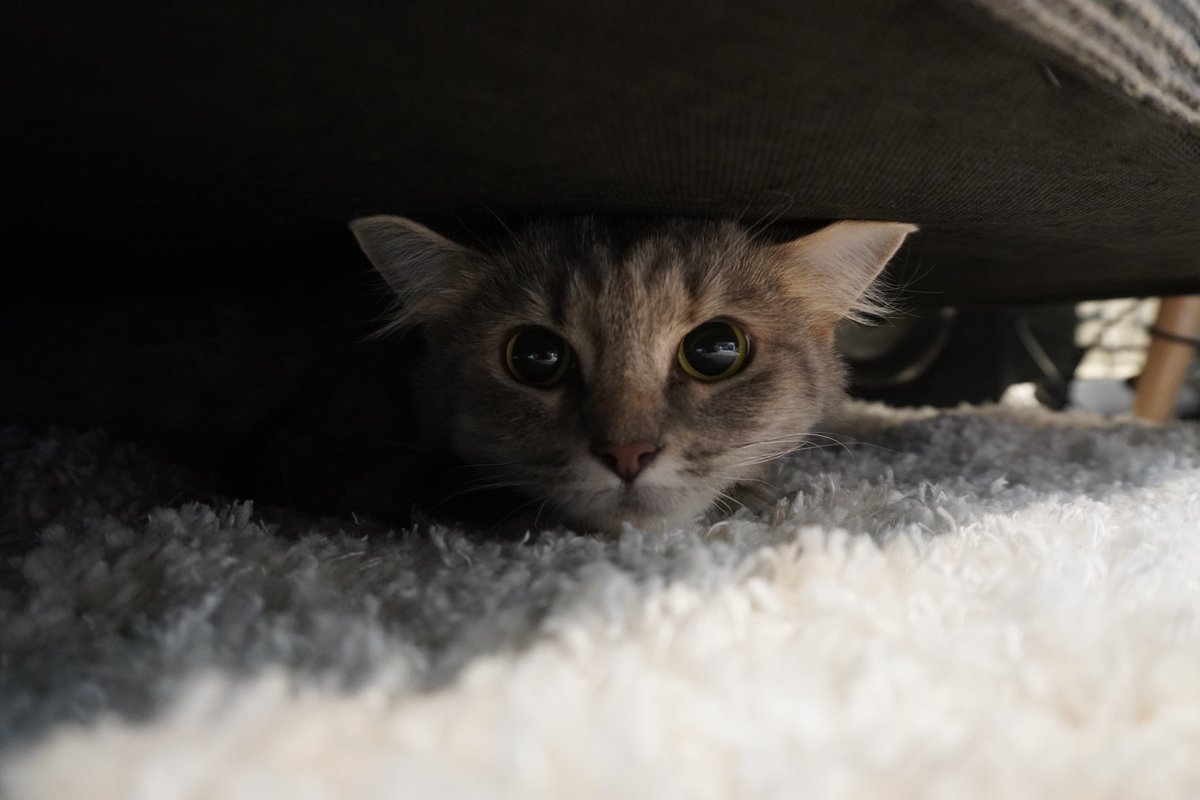 PearlescentMoon's tweet photo. Twitter, meet 1 year old Olive 🥰

My little family is now complete and Nugget has a friend!

I'm not 100% sure on Olive as her name yet, but I'll be calling her Olive for now. 😄🐈 https://t.co/I4hdOvLT9C