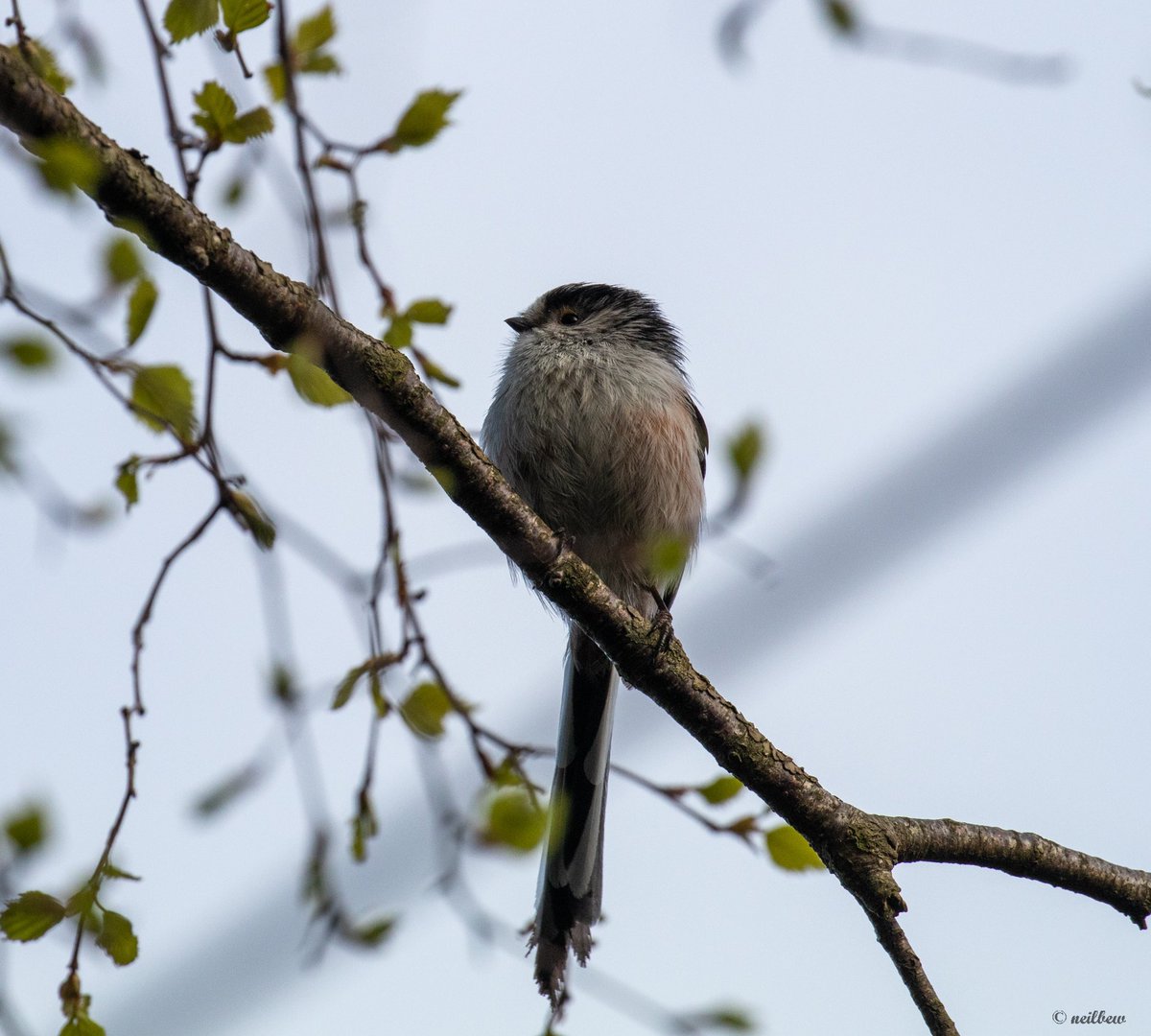 NeilBew's tweet image. Out and about yesterday, long tailed tit at Papercourt, stonechat and willow warbler at Thursley and scaup at Staines
