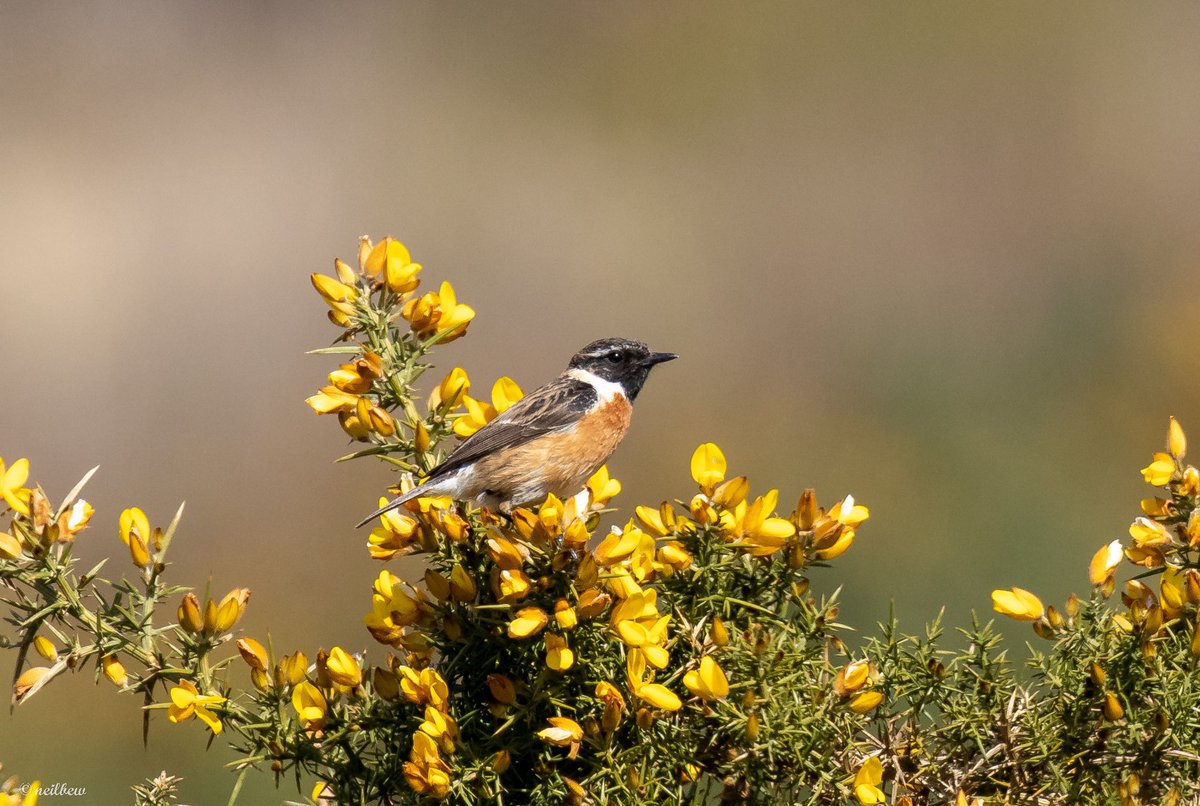 NeilBew's tweet image. Out and about yesterday, long tailed tit at Papercourt, stonechat and willow warbler at Thursley and scaup at Staines