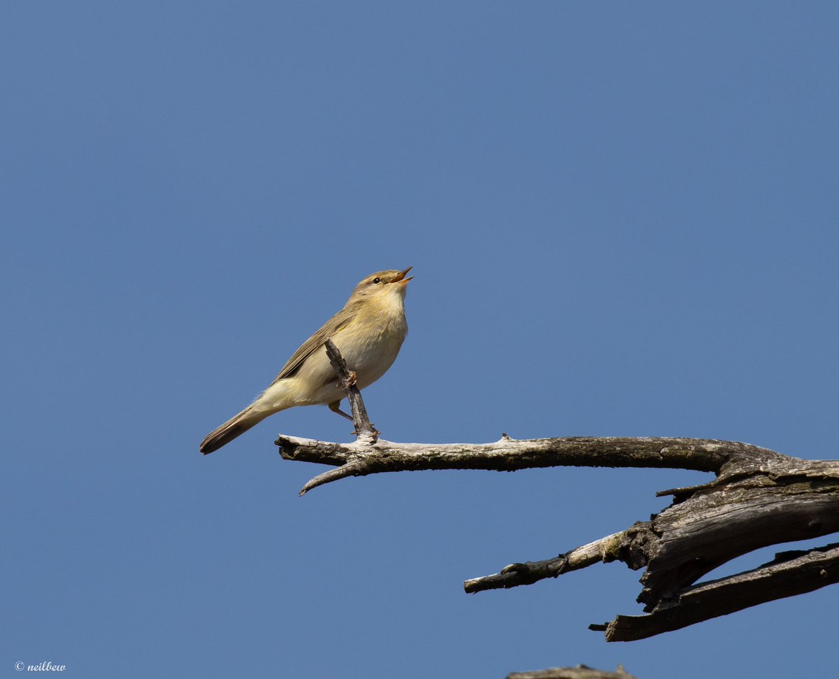 NeilBew's tweet image. Out and about yesterday, long tailed tit at Papercourt, stonechat and willow warbler at Thursley and scaup at Staines