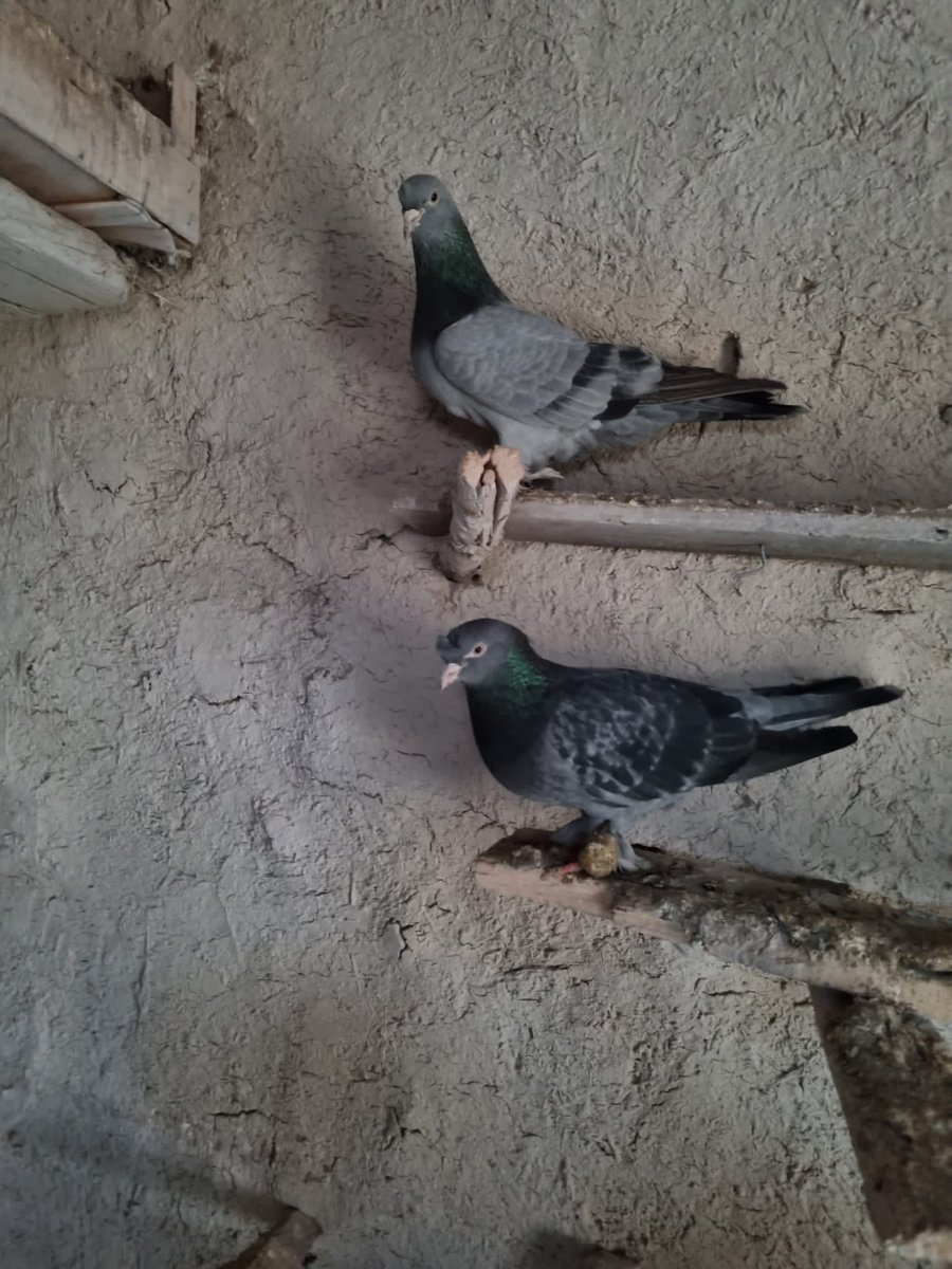 Arkadaş lar kopyamızın  enpobiler kasları bunlar masallah