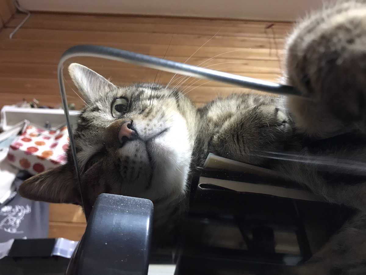暑くてガラスの机にべちゃってる猫。
＃猫 https://t.co/5TyKav0iH9