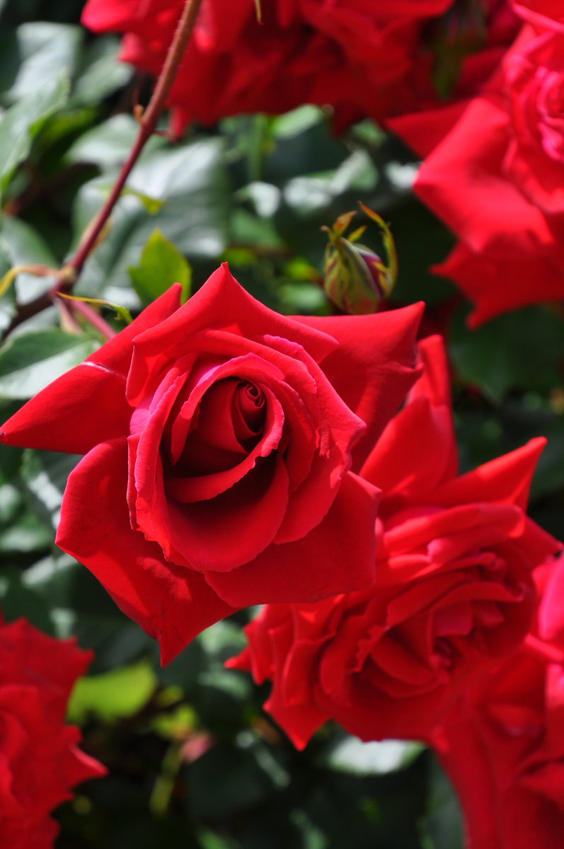 rosa_orientis's tweet photo. #アンクルウォルター #UncleWalter
艷やかな真紅の花色に剣弁高芯咲きの美しい大輪つるバラ 花つきよく満開時には素晴らしい景観を作り出す
【公式本店】https://t.co/CirUqG76st
【楽天店】https://t.co/9CA9en3ZtS https://t.co/KtpxGMoPE9