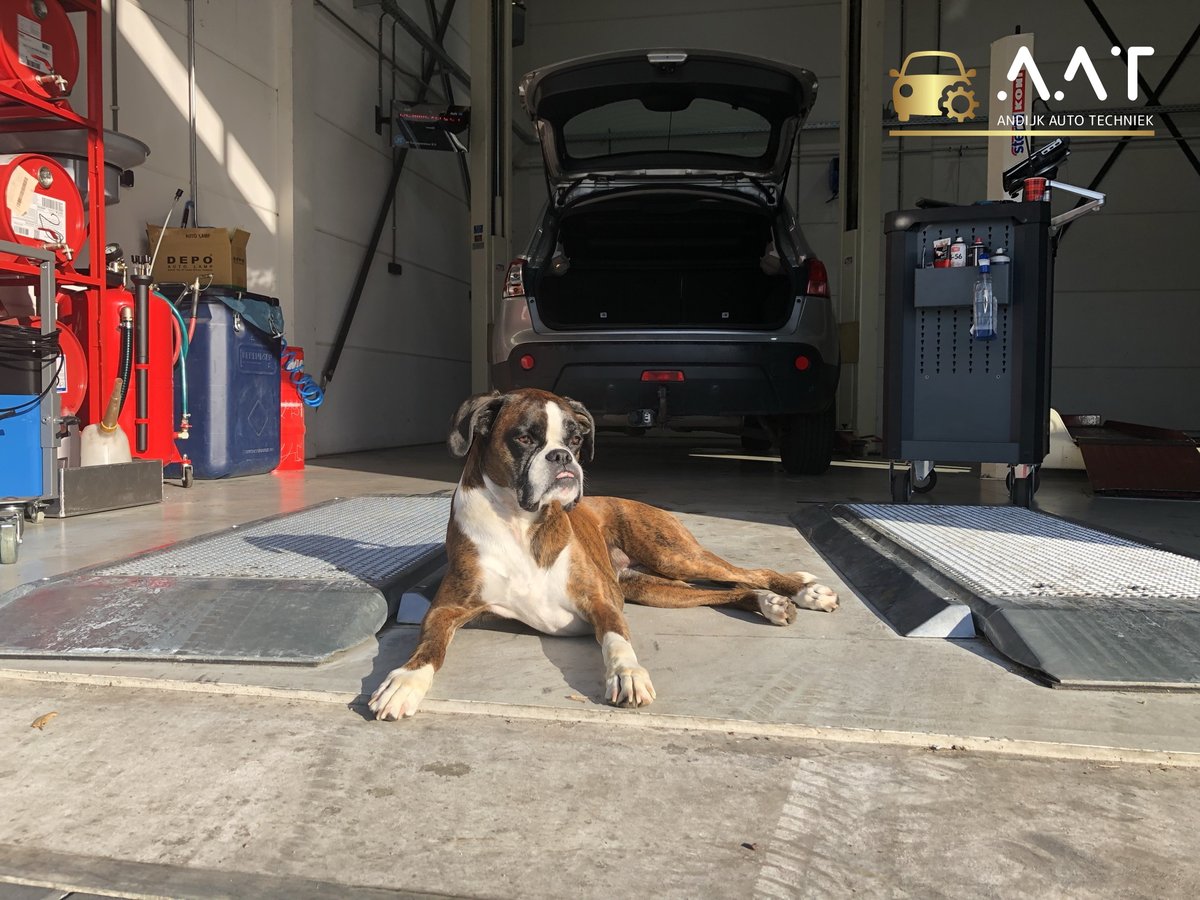andijkautotech's tweet photo. Even voorstellen, Dit is Dushi en Dushi is onze boxer. Dushi is soms mee naar de garage. Niet om te werken want Dushi kan geen auto's 🚗 maken. Dushi wil graag in het zonnetje ☀️ liggen om te relaxen ... Lees meer ➡️ https://t.co/sTuRYDEPID https://t.co/7qtjv5aZIy