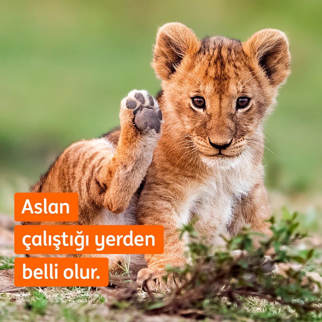 ING’nin Uluslararası Yetenek Programı’yla global projelerde yer alarak konunun uzmanlarından temel bankacılık ve kişisel gelişim eğitimleri alma şansı yakalamak ve kariyerine aslanlar gibi başlamak için şimdi başvur. 🦁
 
Başvuru linki: ing.jobs/global/careers…