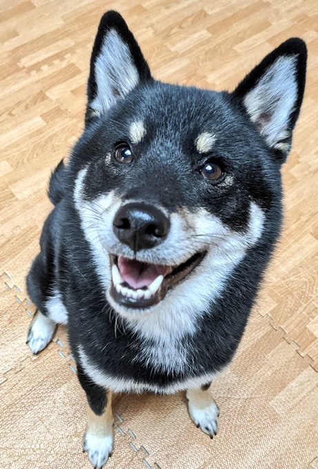 飼い主の 仕事が終わったことに気づいた犬 満面の笑顔から伝わる期待に 遊んで と言ってますな の声 1 2 ページ ねとらぼ