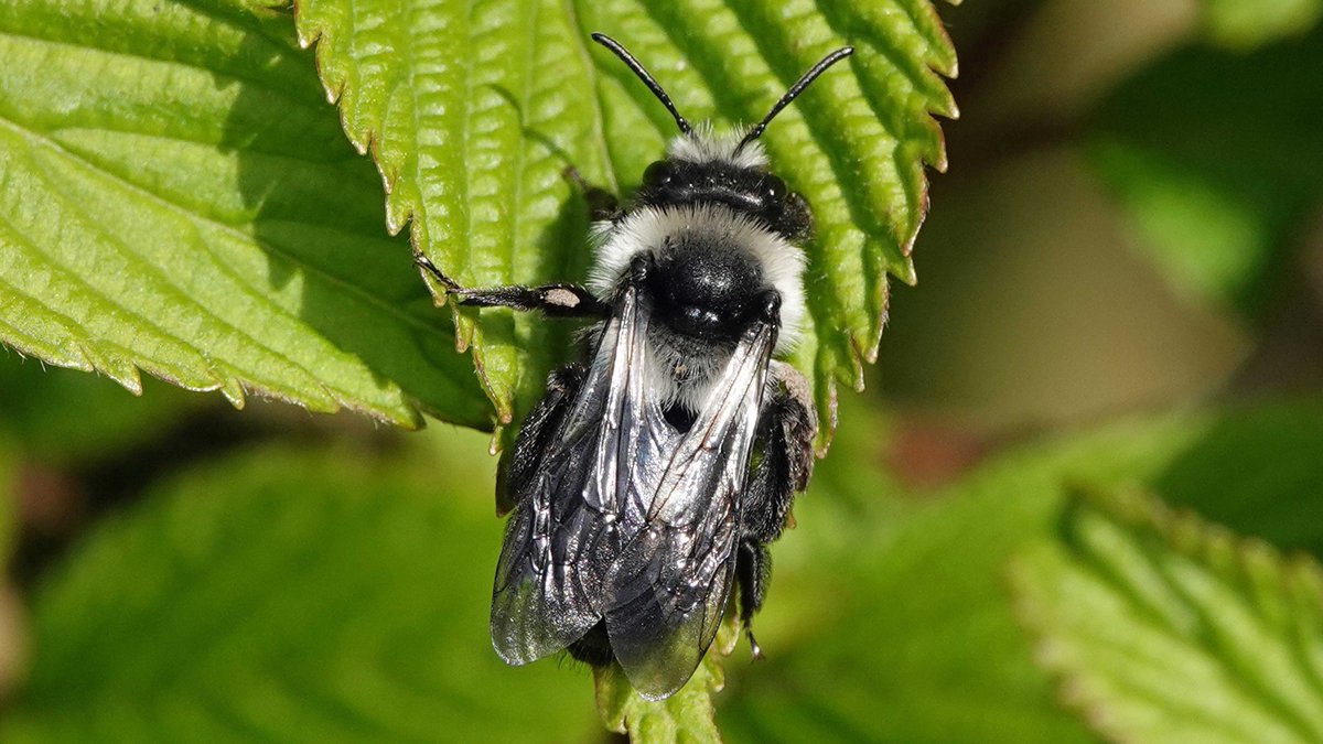 jwood_t's tweet photo. A joy to have the Ashy mining bees (Andrena cineraria) - also known affectionately as "Pandas" - back again. 1st female seen yesterday, 11th. @B_Strawbridge @TheGreenJeanie https://t.co/pJ6A8bnepr