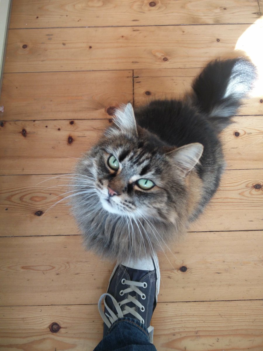 Tom Mathias tweet media