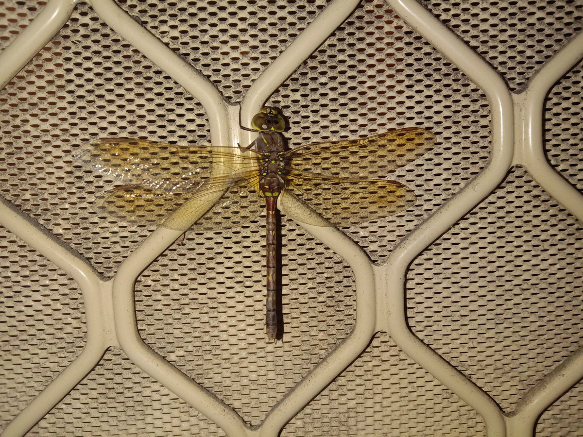 Dragonfly on the front door. Nice